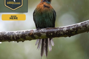Bird watching Tour in La Fortuna