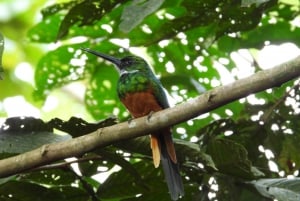 Bird watching Tour in La Fortuna