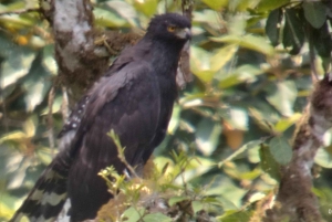 Tour de observação de pássaros em Monteverde e Curicancha
