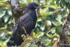 Tour de observação de pássaros em Monteverde e Curicancha