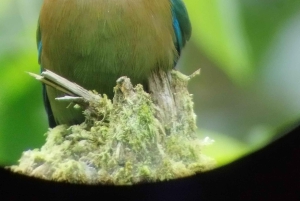 Tour de observação de pássaros em Monteverde e Curicancha
