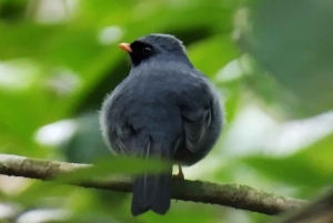 Tour de observação de pássaros em Monteverde e Curicancha