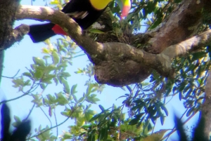 Tour de observação de pássaros em Monteverde e Curicancha