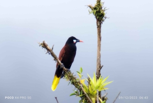 Tour de observação de pássaros em Monteverde e Curicancha