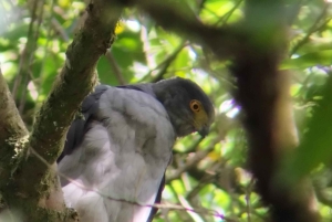 Tour de observação de pássaros em Monteverde e Curicancha