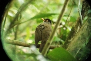 Tour de observação de pássaros em Monteverde e Curicancha