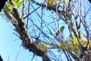 Tour de observação de pássaros em Monteverde e Curicancha