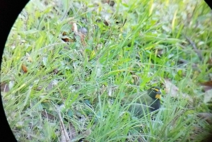 Tour de observação de pássaros em Monteverde e Curicancha