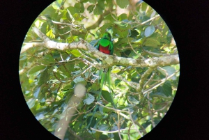 Tour de observação de pássaros em Monteverde e Curicancha