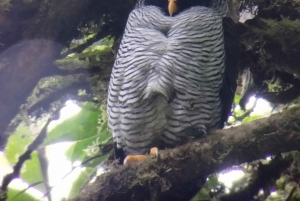 Tour de observação de pássaros em Monteverde e Curicancha