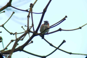 Tour de observação de pássaros em Monteverde e Curicancha