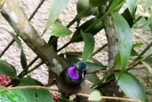 Tour de observação de pássaros em Monteverde e Curicancha