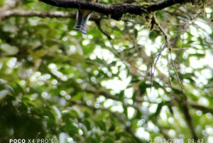 Tour de observação de pássaros em Monteverde e Curicancha