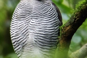 Tour de observação de pássaros em Monteverde e Curicancha