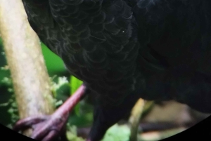 Tour de observação de pássaros em Monteverde e Curicancha