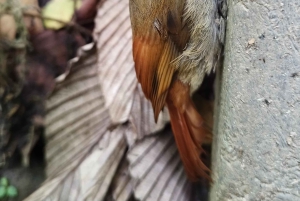 Tour de observação de pássaros em Monteverde e Curicancha
