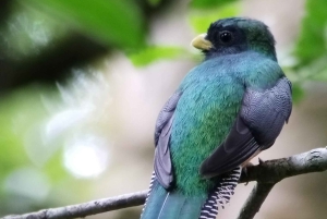 Tour de observação de pássaros em Monteverde e Curicancha