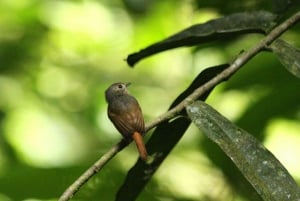 Observation des oiseaux à Manuel Antonio
