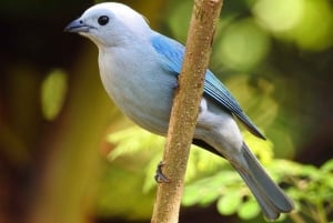 Vogelbeobachtung in Manuel Antonio