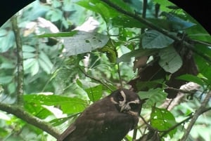 Caminhada naturalista de observação de aves