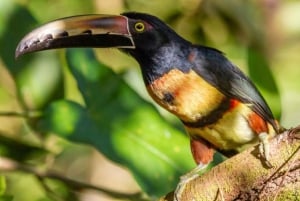 Caminhada naturalista de observação de aves