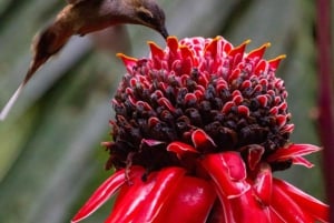 Caminhada naturalista de observação de aves