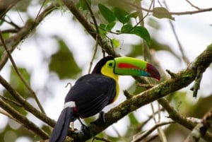 Caminhada naturalista de observação de aves