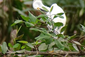 Cahuita's Birdwatching Tour