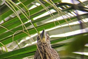 Cahuita's Birdwatching Tour