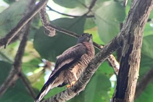 Cahuita's Birdwatching Tour