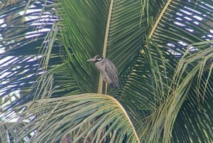 Cahuita's Birdwatching Tour