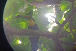 Cahuita's Birdwatching Tour