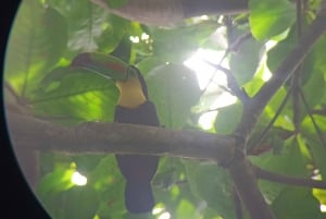 Cahuita's Birdwatching Tour