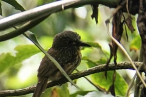 Cahuita's Birdwatching Tour