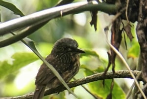 Cahuita's Birdwatching Tour