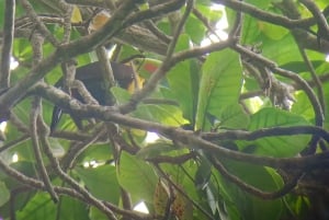 Cahuita's Birdwatching Tour