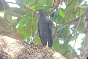 Cahuita's Birdwatching Tour