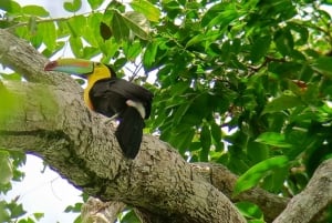 Cahuita's Birdwatching Tour