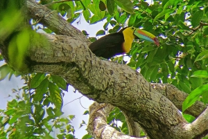 Cahuita's Birdwatching Tour