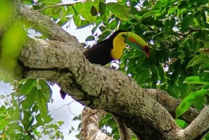 Cahuita's Birdwatching Tour