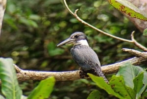 Cahuita's Birdwatching Tour