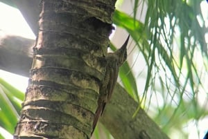 Cahuita's Birdwatching Tour