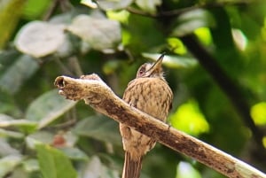 Cahuita's Birdwatching Tour