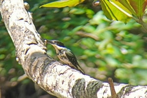 Cahuita's Birdwatching Tour