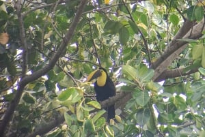 Cahuita's Birdwatching Tour