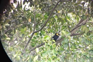 Cahuita's Birdwatching Tour