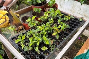 Bitzu Coffee Tour: An authentic Costa Rican experience.