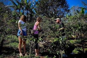 Bitzu Coffee Tour: An authentic Costa Rican experience.