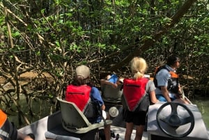 Boat Expedition: Monkey Mangrove Safari