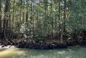 Boat Expedition: Monkey Mangrove Safari